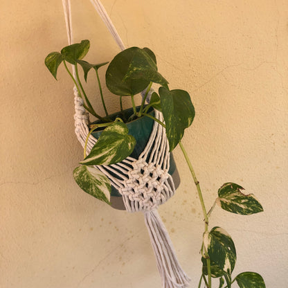 Macramé vase/plant holder