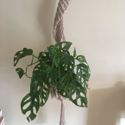 Macramé vase holder